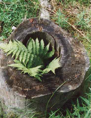 Fern in a tree stump